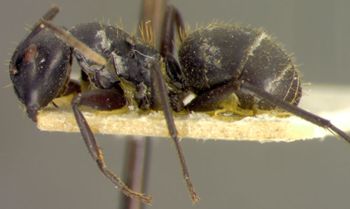 Media type: image; Entomology 22711   Aspect: habitus lateral view